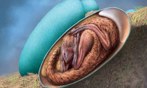 Exquisitely preserved embryo found inside fossilized dinosaur egg